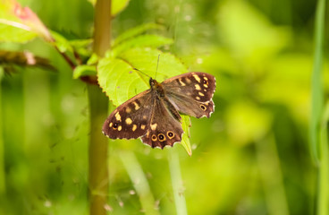 speckled wood