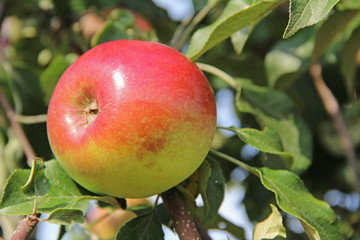 Red-yellow Shtrifel apple on apple tree branch.