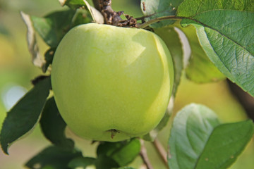 Yellow Antonovka apple on apple tree branch.