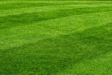 Obraz premium Beautiful fresh green lawn field background