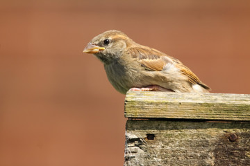 house sparrow