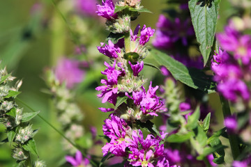 purple flowers