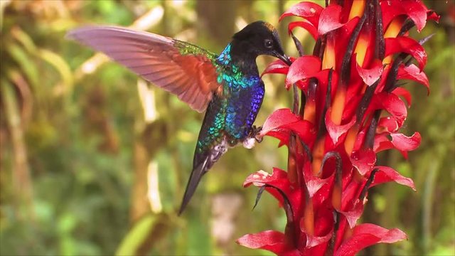 A Velvet-purple Coronet posado on a bromelaid flower in the tropical rainforest in slow motion.
