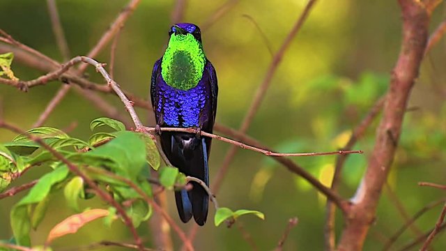 The vivid and beautiful Violet crowned woodnymph hummingbird on a branch in the rainforest.