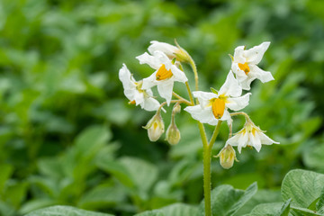 Potato flowers and green leaves. Potato field in the Netherlands. Summer.