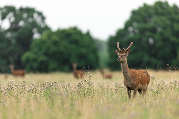 Red deer in richmond park 
