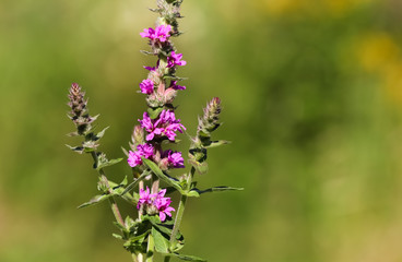 purple flowers