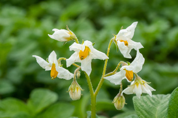 Potato flowers and green leaves. Potato field in the Netherlands. Summer.