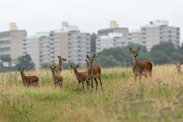 Doe family front of the city in richmond park