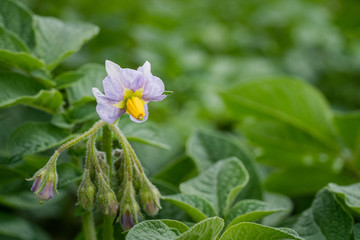 Potato flowers and green leaves. Potato field in the Netherlands. Summer.