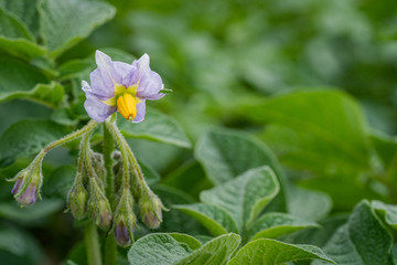 Obraz na płótnie Canvas Potato flowers and green leaves. Potato field in the Netherlands. Summer.