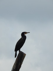 Cormorant