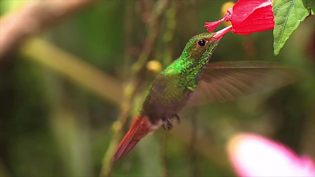 The vivid and beautiful white whiskered hermit hummingbird hovering near a wildflower in the rainforest.
