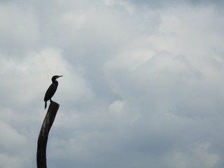 Cormorant