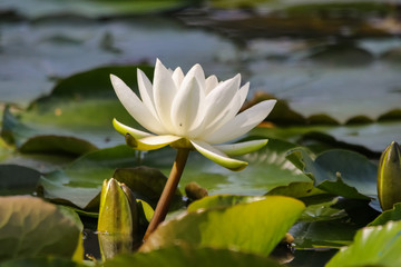 water lily