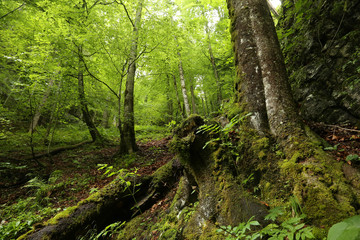 green forest.