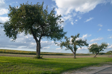 Fototapeta na wymiar rural landscape with apple trees and sunflower field