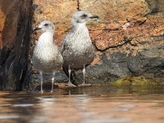 Juvenile seagulls