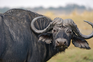 African buffalo portrait in Chobe park, Zimbabwe, Africa