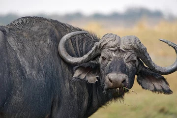 Foto auf Acrylglas Afrikanisches Büffelporträt im Chobe Park, Simbabwe, Afrika © Rastislav