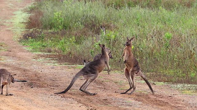 Kangaroos engage in a boxing match fighting along a dirt road in Australia.