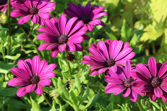 Violette Margeriten, Sommerblumen