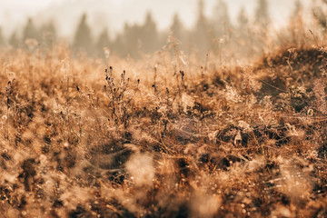 Spider web in the thickets of autumn grass at sunrise