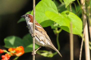 house sparrow