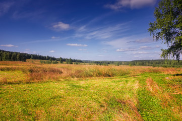 Naklejka premium Summer meadow landscape with grass and wild flowers on the background of a forest.