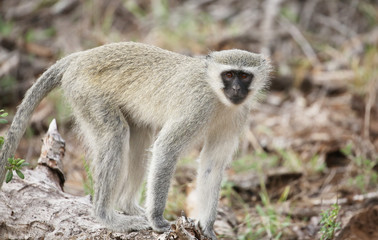 wild velvet monkey in Kruger National Park, South Africa.