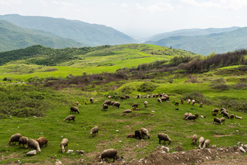 Obraz premium A flock of sheep scattered across a pasture in a mountainous region of Azerbaijan.