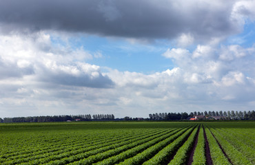 Field of carrots Netherlands. Agriculture. Farming