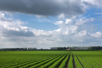 Fototapeta na wymiar Field of carrots Netherlands. Agriculture. Farming
