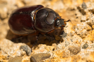 European rhinoceros beetle (Oryctes nasicornis) is a large flying beetle belonging to the subfamily Dynastinae.	
