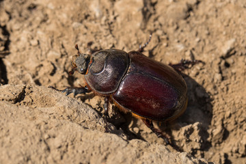European rhinoceros beetle (Oryctes nasicornis) is a large flying beetle belonging to the subfamily Dynastinae.	