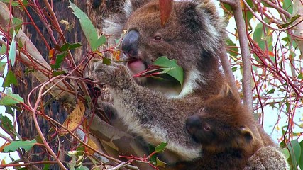 A koala bear mother and baby are perched in a eucalyptus tree in Australia.