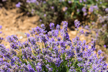 Flowering lavender. Field of blue flowers. Lavandula - flowering plants in the mint family, Lamiaceae.