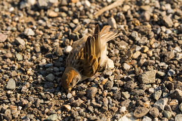 Dead bird. Road wars - death of a Sparrow. The killing of a bird. Death from the car. The terrible end of the chick.