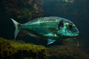 Gilthead bream (Sparus aurata).