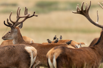 Bird with red deer in richmond park