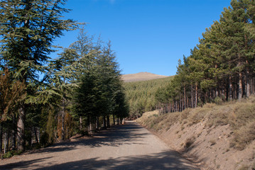 Sierra Nevada in its purest form