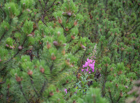 Stoderzinkenwanderung