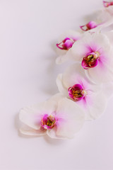 Obraz na płótnie Canvas Beautiful white flowers of Phalaenopsis orchids on a pastel pink background. Tropical flower, Orchid branch close-up. Floral background with space for text and design. Flat lay, selective focus.