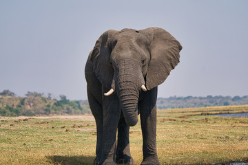 African elephant portrait in Chobe park safari, Zimbabwe, Africa