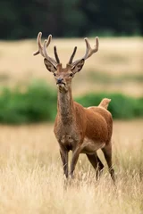 Foto op Plexiglas Red deer in richmond park © AB Photography