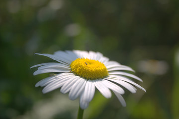 Obraz premium Chamomile flower and bug on light background