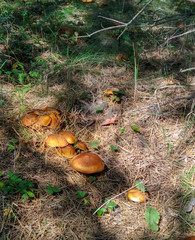 Large bright yellow brown mushrooms grow in the forest in a clearing in the green grass and coniferous needles