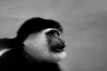 Affe