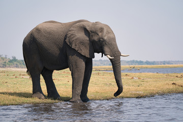 African elephant portrait in Chobe park safari, Zimbabwe, Africa