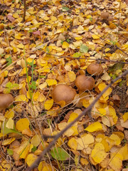 Large brown beautiful mushrooms grow in the yellow autumn foliage in a clearing in the forest.